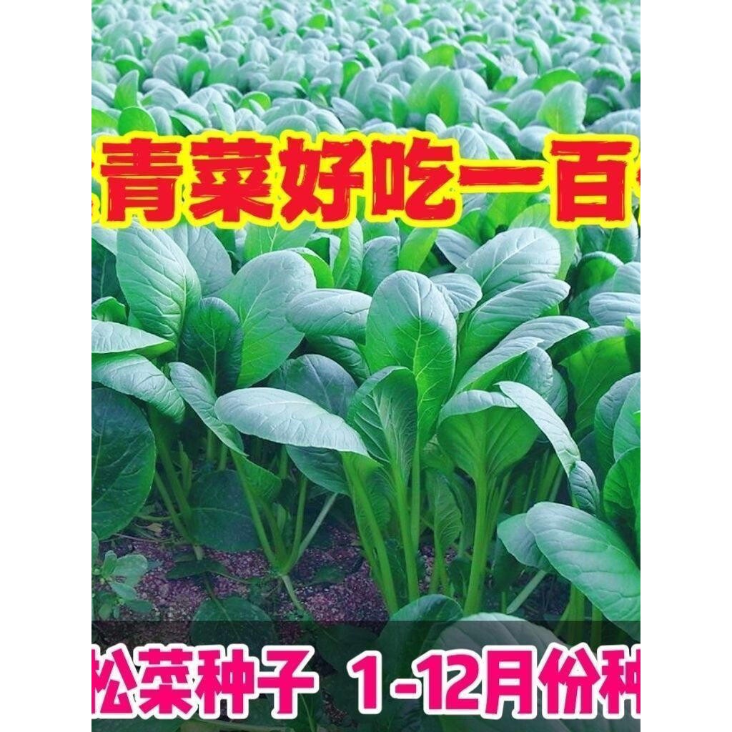 正宗小菘菜种子小松菜籽耐热速生耐寒青梗菜阳台青松菜小青菜四季图片