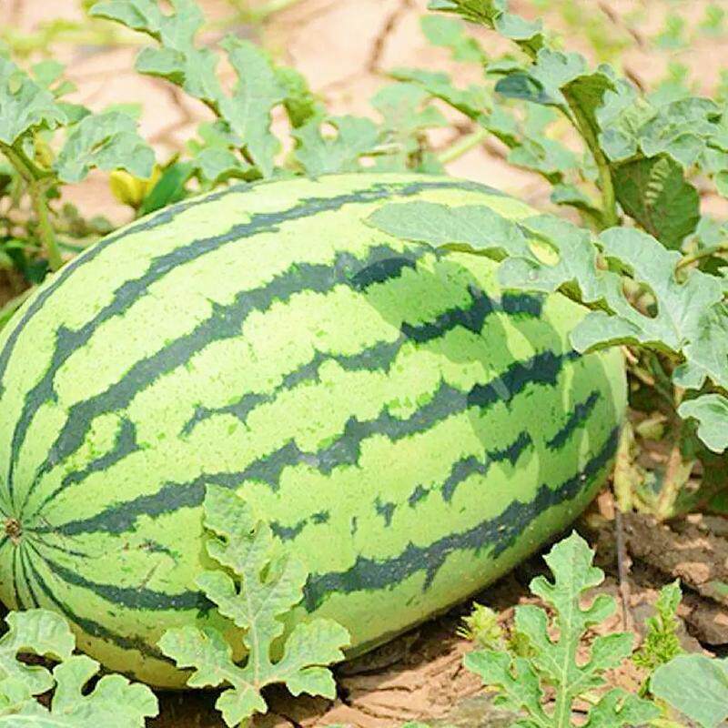 懒汉瓜王西瓜种农家巨型薄皮麒麟瓜菜园大棚专用超大甜易种瓜种籽