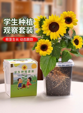 儿童种植小盆栽向日葵种孑四季凤仙花种籽小学生观察植物开花种子