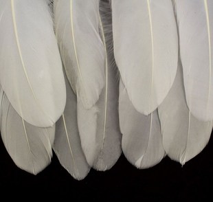 极速50pcs White Beautiful Laxrge Goose Feathers 15-22cm / 5.