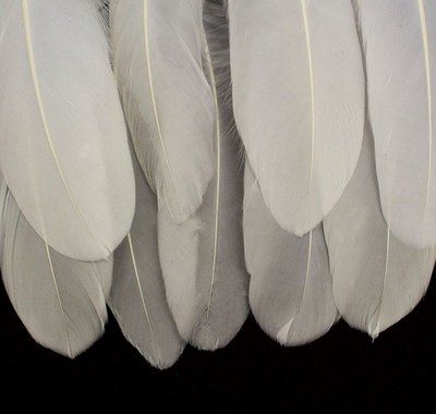 极速50pcs White Beautiful Laxrge Goose Feathers 15-22cm / 5.
