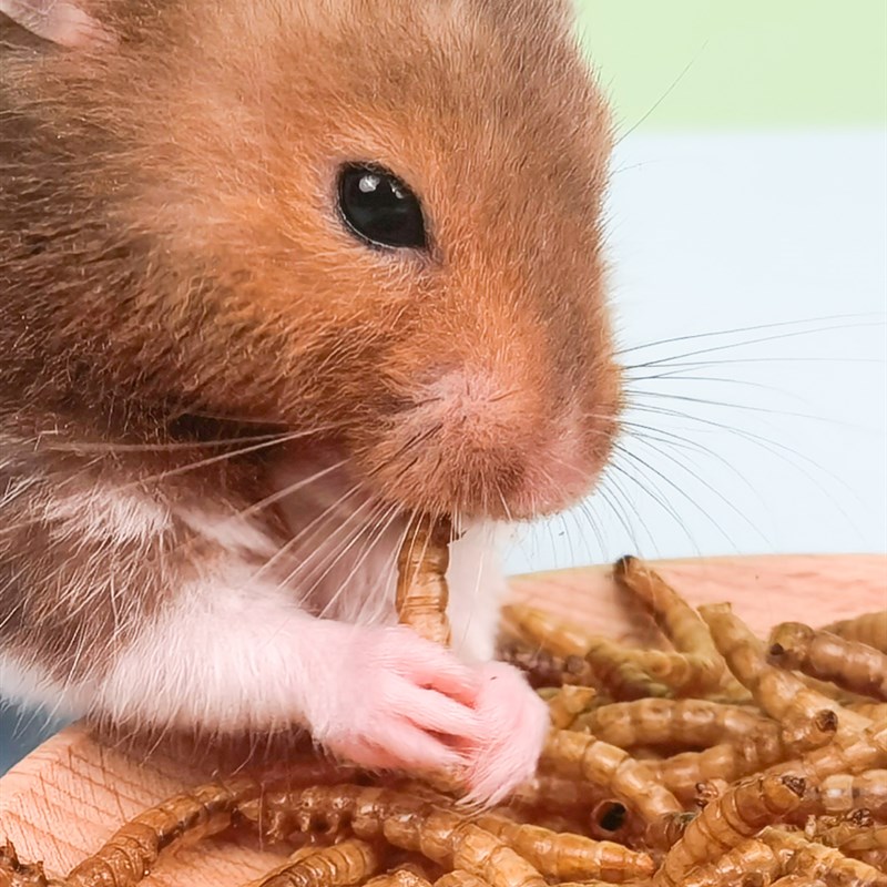 极速仓鼠粮食饲料刺猬面包虫w干黄粉虫龟粮用品小仓鼠营养主粮零