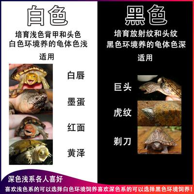 极速乌龟黑白发色盒佛鳄龟剃刀巨头虎纹蛋K龟缸同程过滤龟盆饲养