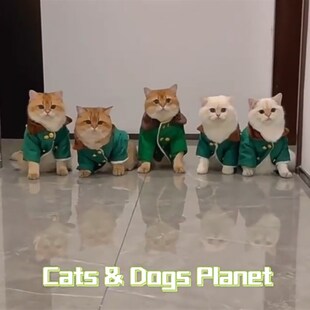 速发金三柜猫咪衣秋军衣大服冬保暖小棉服老棉衣东北可爱