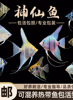 速发三仙鱼活鱼大型燕鱼带鲁神色热秘观赏鱼小型淡水好养七彩神仙