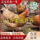 纯种1.5斤苏禽一代绿壳蛋鸡活苗黄羽小脚土鸡高产蛋鸡苏禽1号草鸡