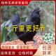 纯种一斤五黑鸡活苗绿壳蛋鸡五黑一绿鸡活体下蛋鸡苗脱温鸡小鸡仔
