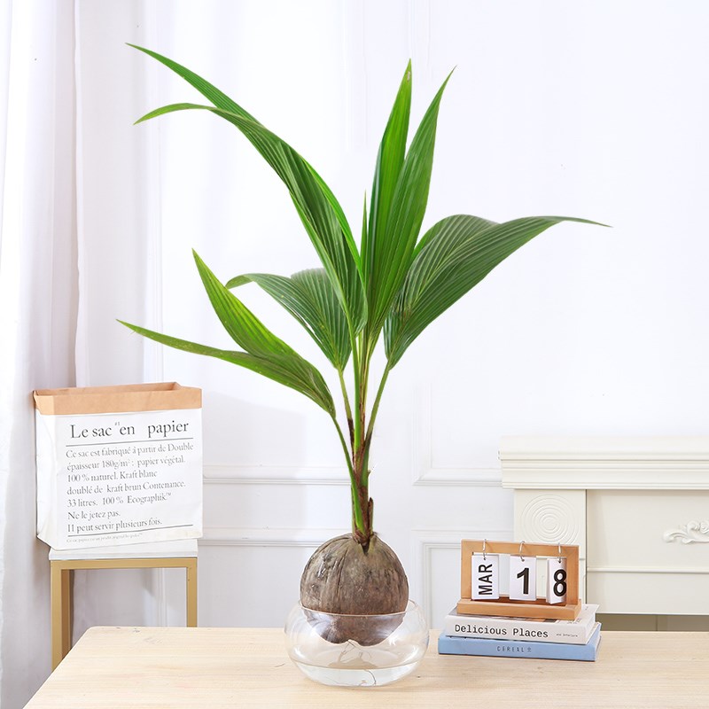 水培椰子果树g苗盆栽客厅阳台办公室内好水养菠萝可食用桌面绿植