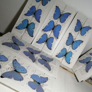 蓝闪蝶欢乐女神兴族闪蝶未展翅原蝶蝴蝶标本