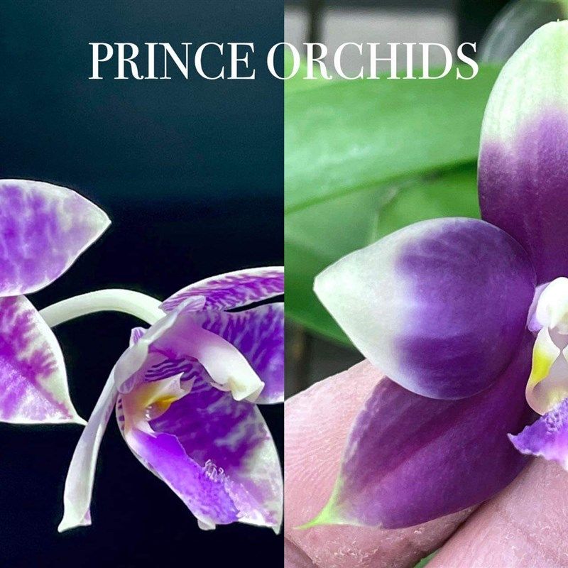 旭日生物原生兰兰室内蝴蝶兰直播专拍,工业油品/胶粘/化学/实验室用品,实验室漏斗,淘宝优惠券,粉丝福利购,淘宝优惠卷