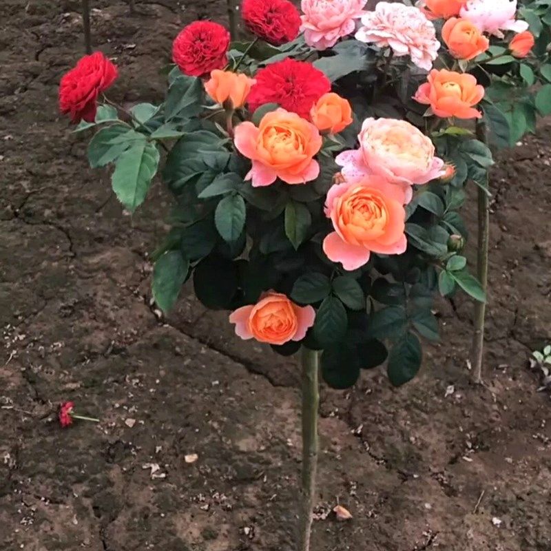 嫁接树状月季树桩花苗庭院植物浓香型特大花卉室内外盆栽四季开花,工业油品/胶粘/化学/实验室用品,实验室漏斗,淘宝优惠券,粉丝福利购,淘宝优惠卷