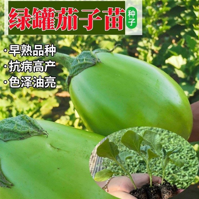 茄子苗秧苗紫把长茄苗大龙茄苗线茄幼苗黑圆茄种苗嫁接四季蔬菜苗,工业油品/胶粘/化学/实验室用品,实验室漏斗,淘宝优惠券,粉丝福利购,淘宝优惠卷