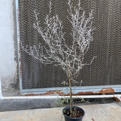 毛利银铁丝网灌木Corokia自然艺术品荷兰进口室内盆栽绿植