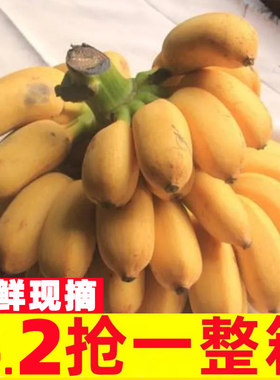 【小米蕉推荐榜】广西香蕉自然熟