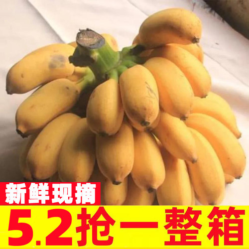 【小米蕉推荐榜】广西香蕉自然熟