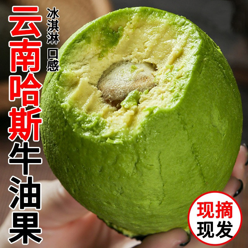 【宝宝辅食】云南哈斯牛油果精选