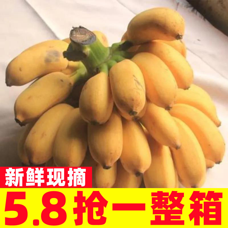 正宗广西小米蕉香蕉10斤新鲜水果整箱当季鲜苹果蕉自然熟粉蕉包邮