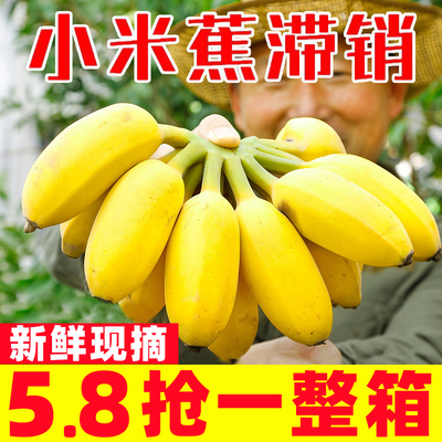 【新鲜现摘】正宗广西小米蕉精选