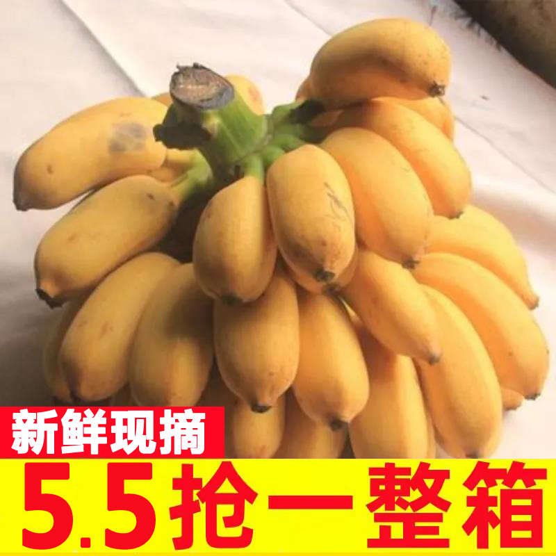 【小米蕉好评榜】新鲜现摘自然熟