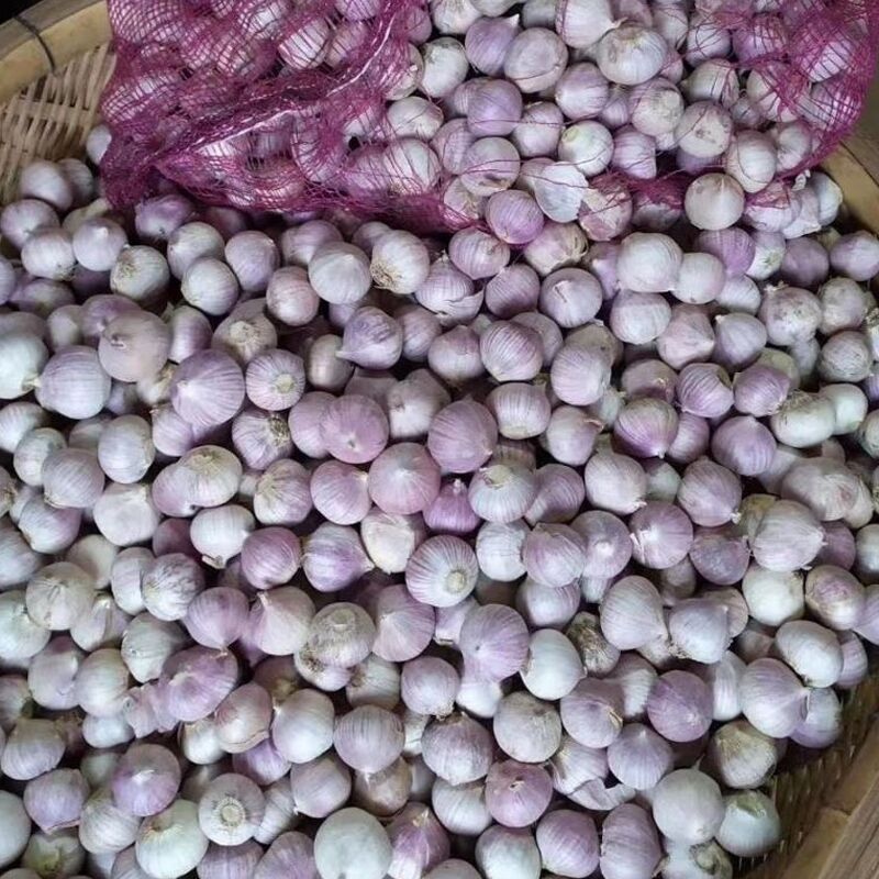 云南紫皮独头蒜新鲜当季圆头独蒜大蒜红皮新蒜干蒜头农家蔬菜包邮