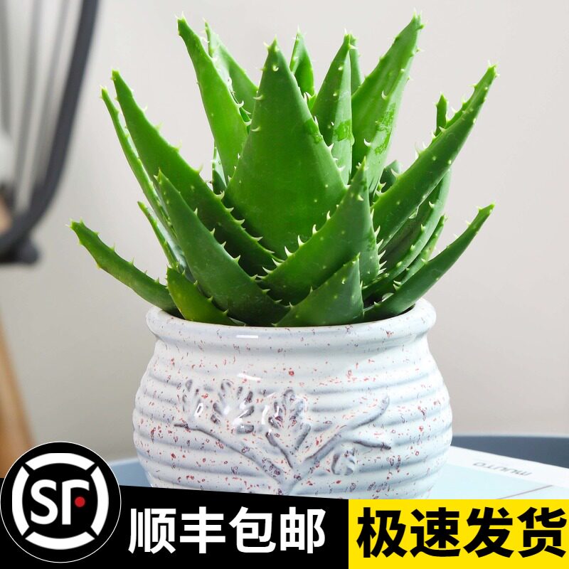 速发芦荟盆栽室肉除甲醛净化空好绿植物办公桌多内四季气养花卉仙