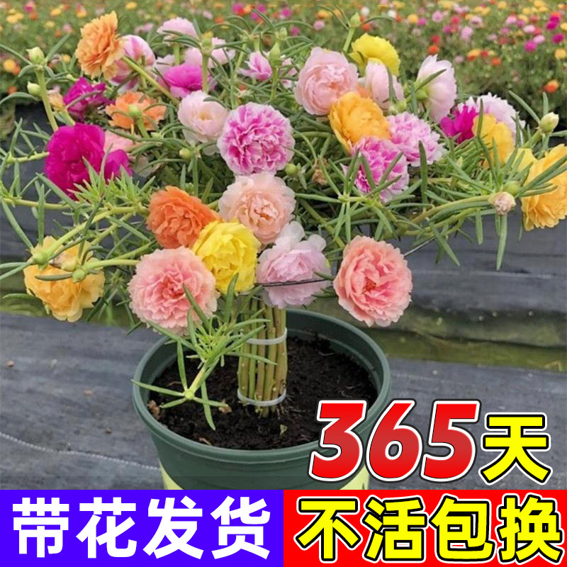 速发太花苗重瓣大花盆庭牡丹太花开带花苞栽院台易活四季苗花卉