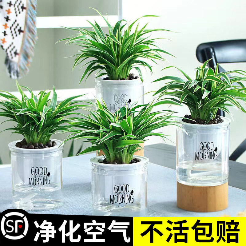 速发金边吊兰盆栽室内植卉花物新房家用净化空甲吸除气醛水培垂吊