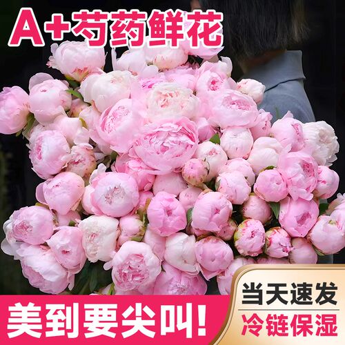速发莎拉芍药云南基地直发鲜切花束重瓣沙拉牡丹室内花卉植物