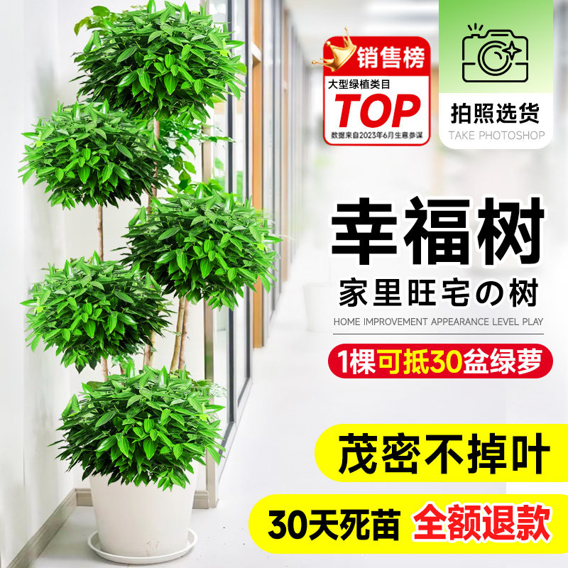 速发幸福树大厅盆栽大小型绿植物室内老桩三造层型老桩特客棵树旺