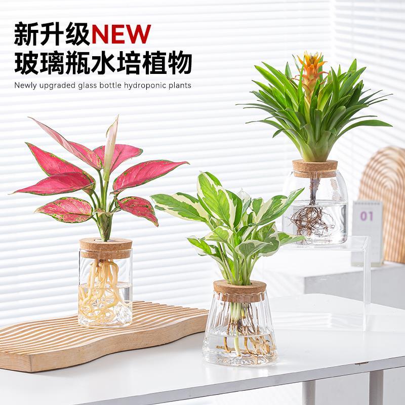 速发玻璃瓶水培竹物春羽公萝富贵植办绿室内桌面好养绿植花卉小盆