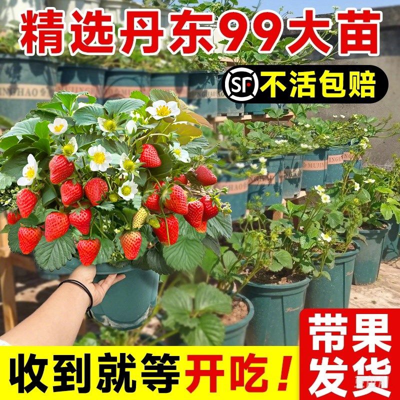 速发丹东草莓新苗栽盆秧四梅结果奶油种植特大号带果可食用草季台