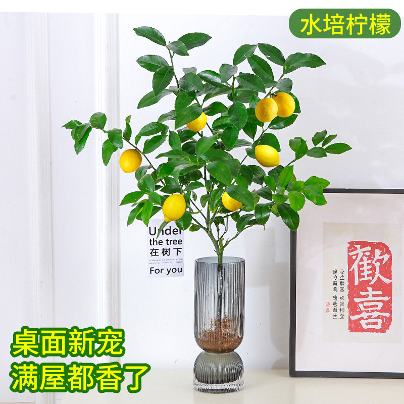 速发水培植物柠公树花卉盆栽水果桌用办檬室食面带果四季好养绿植