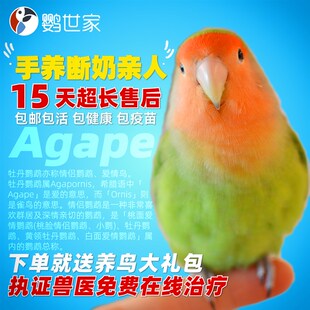 速发桃脸牡丹鹦鹉活皮爱情鸟手养亲人断奶玄凤虎鸟能型小说话