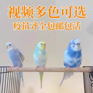 速发纯手养纯血鹦鹉幼鸟活物鸟大头虎皮鹦说活鸟赏鹉话观会型