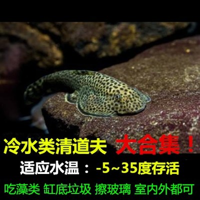 速发贵州爬岩鳅双吸盘冷不夫道清吸鳅除藻水加温琵琶鱼小提琴清洁