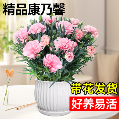 速发康乃馨盆栽带花苞母亲节束四季礼花室花台好养绿植内卉开物