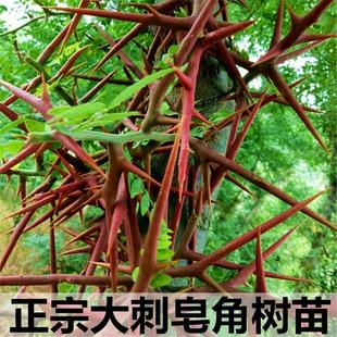 速发大刺化角皂角皂绿树皂荚盆栽地栽皂角庭院皂角苗