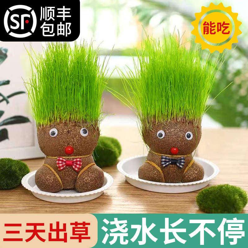 速发草头娃娃开花可爱儿草猫草绿植物小盆栽小草娃娃室内长童创意