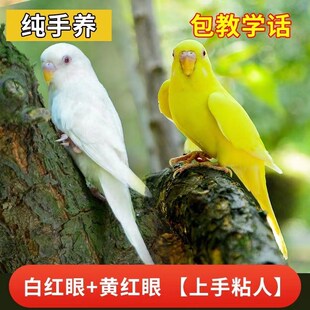 速发纯手养虎皮活鸟会小型可说话云斑鹦鹉小鸟粘人一对中繁殖