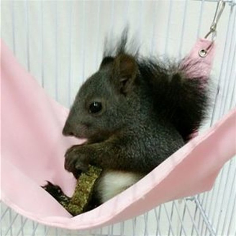 现货速发松鼠仓鼠吊牀花枝鼠金丝熊蜜袋鼯、笼子夏季睡牀用品
