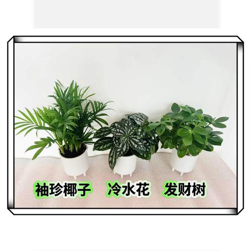 IVY智能植物萌宠机器人配套植物三选一