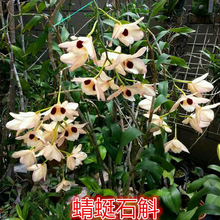 速发盆栽花绿品种石斛洋 邮 盆景花卉 满长高吊兰生兰可 兰包附植
