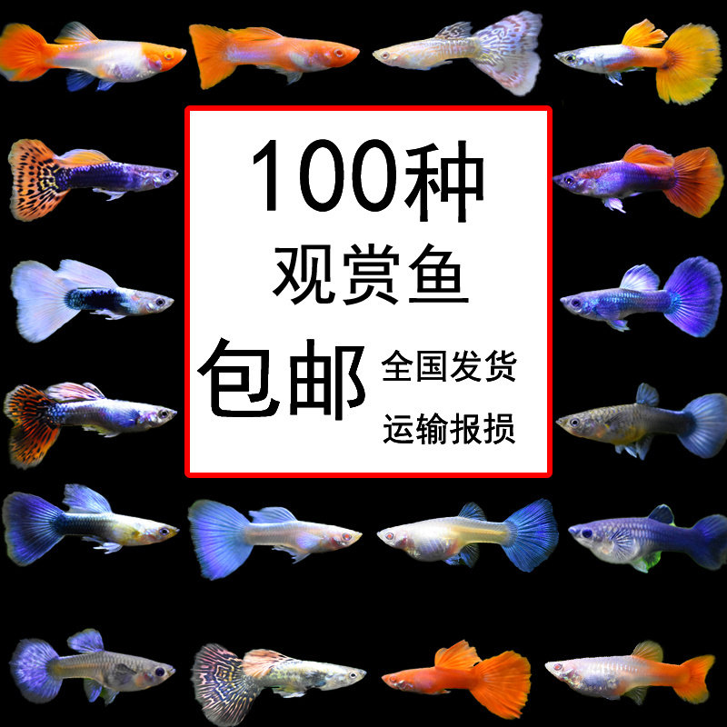 速发灯科鱼红绿灯孔雀鱼鱼清道夫草缸淡水小型热带观赏鱼