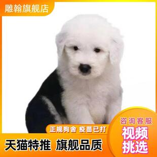 纯种古牧幼犬英国古代牧羊犬幼犬白色通背古牧犬活体宠物狗狗 包邮
