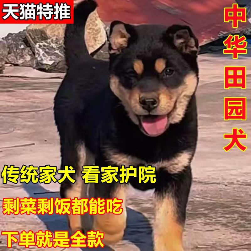 四眼小黑狗活物铁包银四眼狗家养土狗看家护院好养狗狗中华田园幼