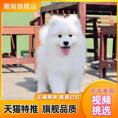 纯种萨摩耶幼崽活物微笑天使萨摩耶熊版雪橇犬幼犬萨摩耶宠物狗狗
