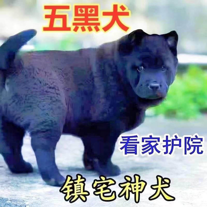 广西虎头五黑犬正宗土猎犬赶山犬便宜看家护院犬小黑狗纯黑田园犬