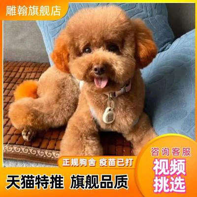 巨贵犬白色巨贵幼犬巨型贵宾犬泰迪犬幼犬活体贵宾犬灰色巨贵狗狗