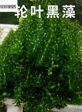 速发叶鲜轮新黑藻水草真植物鱼缸懒人净化水质池塘增氧学校观实验