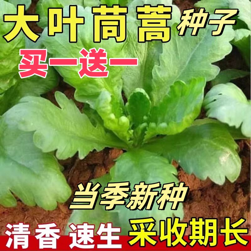 正宗大叶茼蒿菜种子大全农家茼蒿种子大田阳台盆栽庭院四季大宽叶